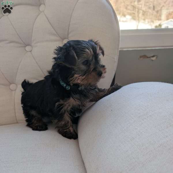 Janessa, Yorkie Puppy
