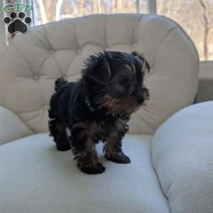 Janessa, Yorkie Puppy