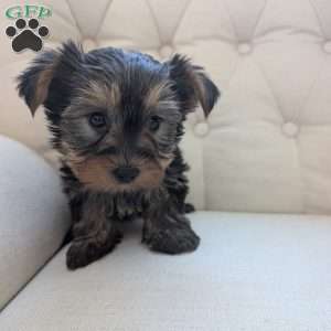 Janessa, Yorkie Puppy