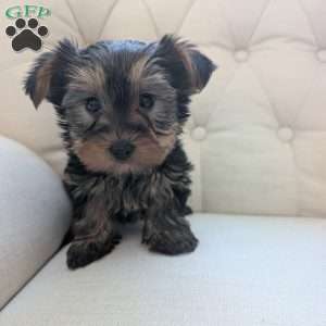 Janessa, Yorkie Puppy