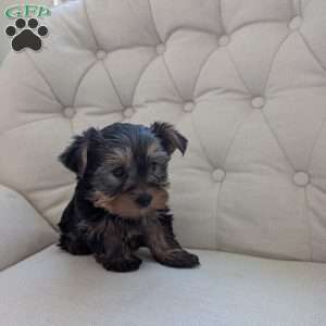 Janessa, Yorkie Puppy