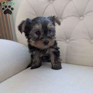 Janessa, Yorkie Puppy