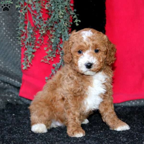 Janetta, Cockapoo Puppy