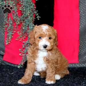 Janetta, Cockapoo Puppy
