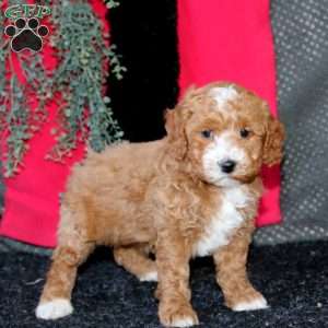 Janetta, Cockapoo Puppy