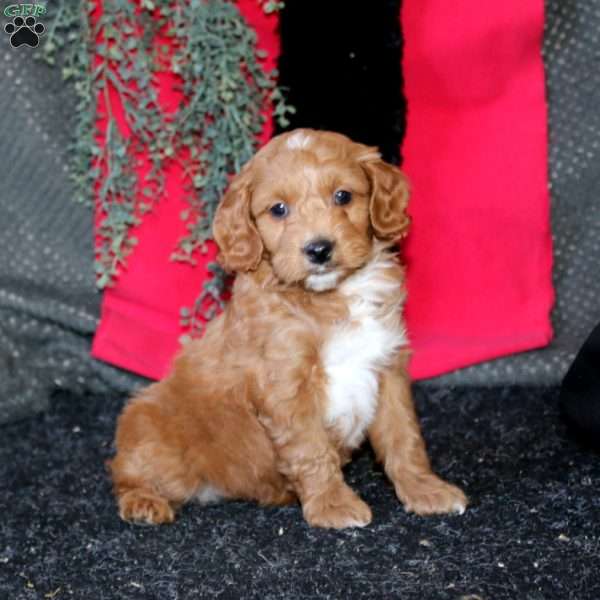 Jared, Cockapoo Puppy