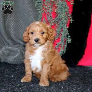 Jared, Cockapoo Puppy