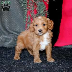 Jared, Cockapoo Puppy