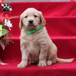 Jared, Golden Retriever Puppy