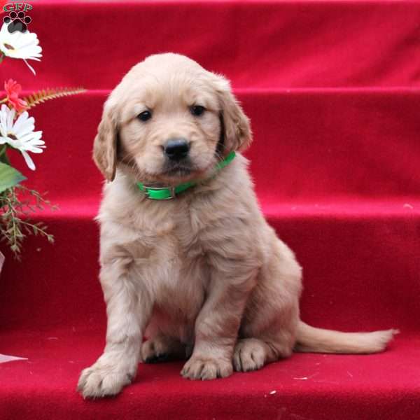 Jared, Golden Retriever Puppy