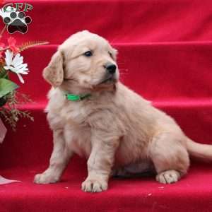Jared, Golden Retriever Puppy