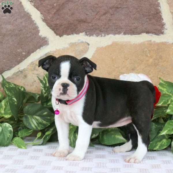 Jasmine, Boston Terrier Puppy