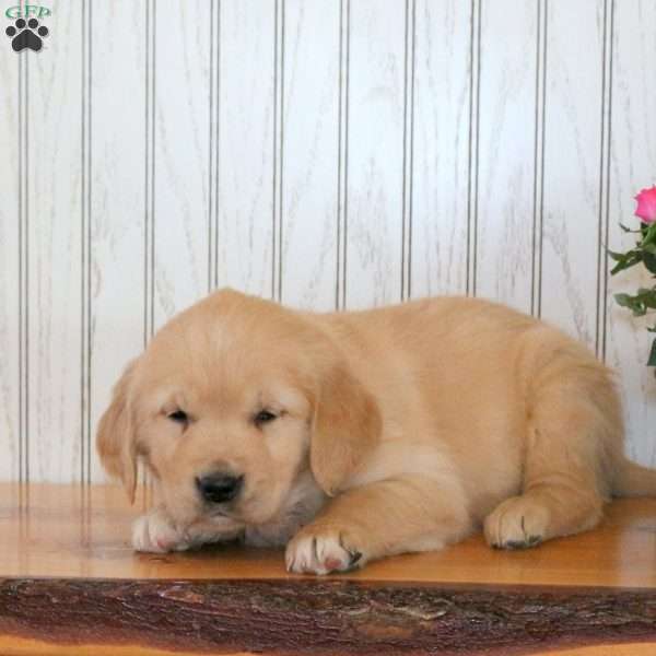 Jasmine, Golden Retriever Puppy