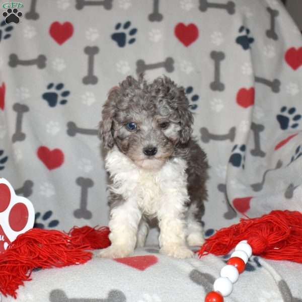 Jasmine, Miniature Poodle Puppy