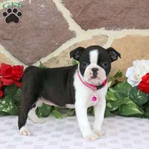 Jasmine, Boston Terrier Puppy