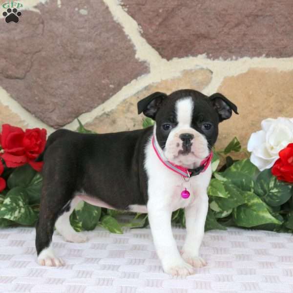 Jasmine, Boston Terrier Puppy
