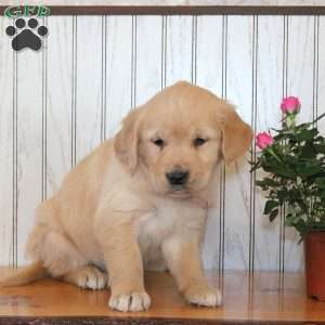 Jasmine, Golden Retriever Puppy
