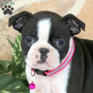 Jasmine, Boston Terrier Puppy