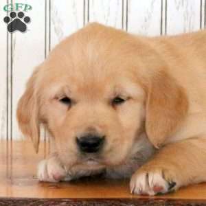 Jasmine, Golden Retriever Puppy