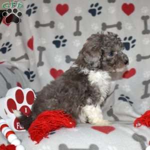 Jasmine, Miniature Poodle Puppy