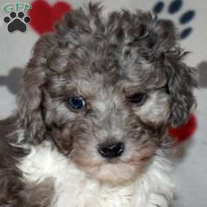 Jasmine, Miniature Poodle Puppy