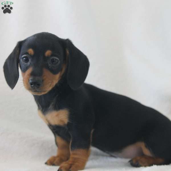 Jasmine, Dachshund Puppy