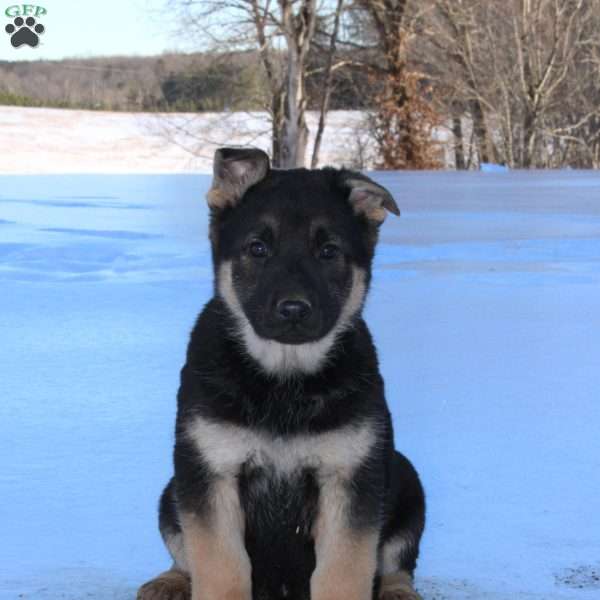 Jasmine, German Shepherd Puppy