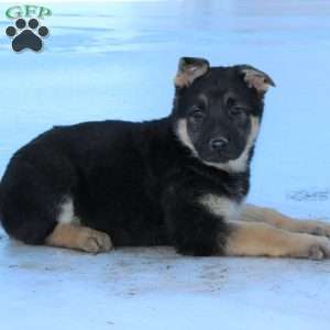 Jasmine, German Shepherd Puppy
