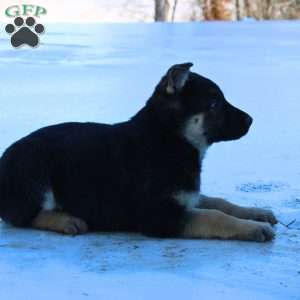 Jasmine, German Shepherd Puppy