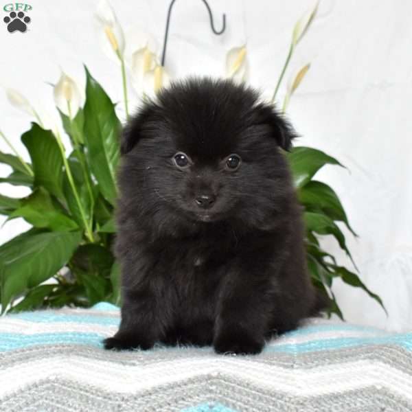 Jason, Pomeranian Puppy