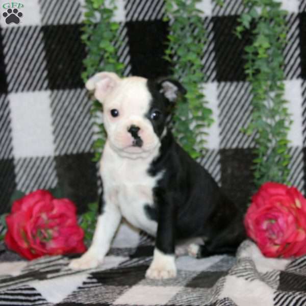 Jason, Boston Terrier Puppy
