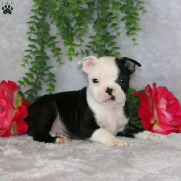 Jason, Boston Terrier Puppy