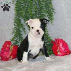 Jason, Boston Terrier Puppy