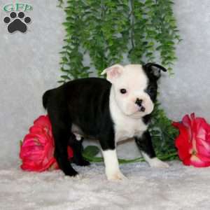 Jason, Boston Terrier Puppy