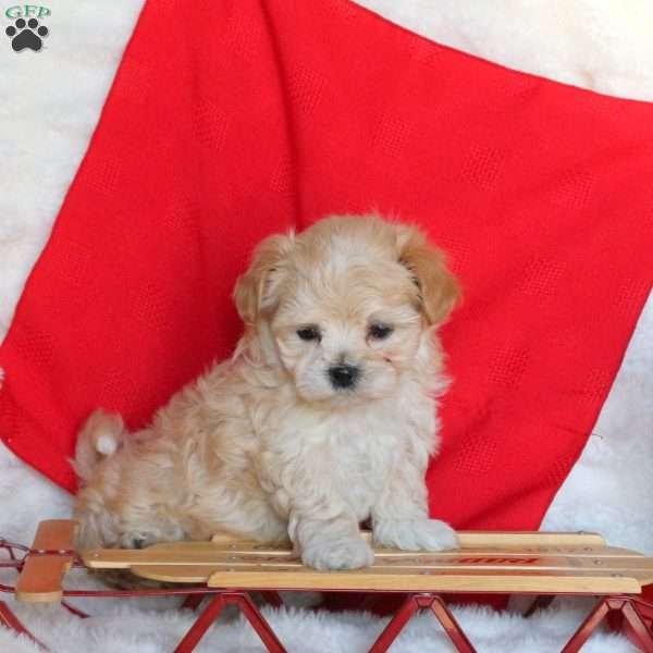 Jasper, Maltipoo Puppy