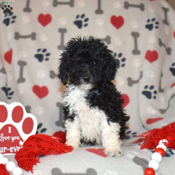 Jasper, Miniature Poodle Puppy