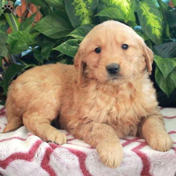 Jasper, Golden Retriever Puppy