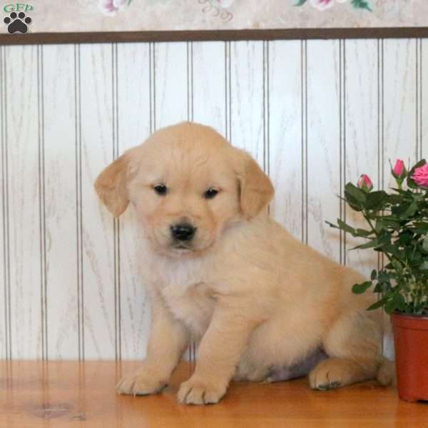 Jasper, Golden Retriever Puppy