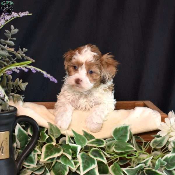 Jasper, Shih-Poo Puppy