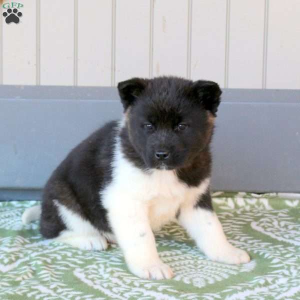 Jasper, Akita Puppy
