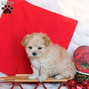 Jasper, Maltipoo Puppy