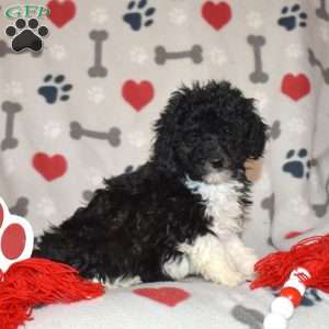 Jasper, Miniature Poodle Puppy
