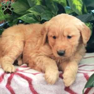Jasper, Golden Retriever Puppy