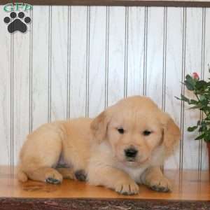 Jasper, Golden Retriever Puppy