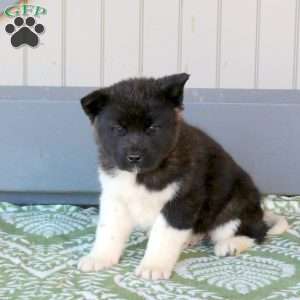 Jasper, Akita Puppy
