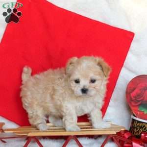Jasper, Maltipoo Puppy