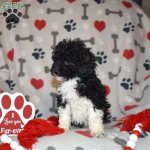 Jasper, Miniature Poodle Puppy