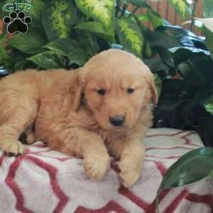 Jasper, Golden Retriever Puppy