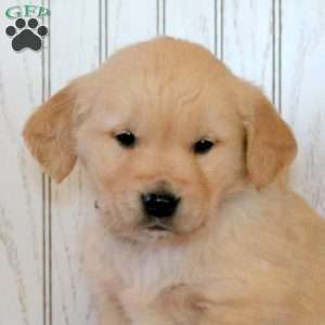 Jasper, Golden Retriever Puppy