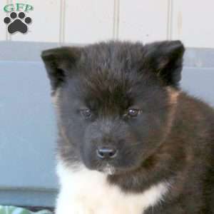 Jasper, Akita Puppy